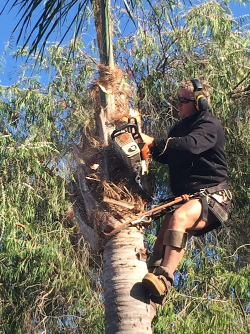 Using lanyard and chainsaw to remove branch