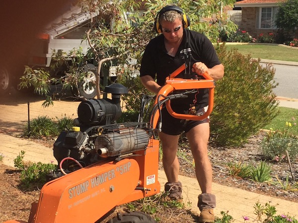 Using stump grinder to remove tree stumps