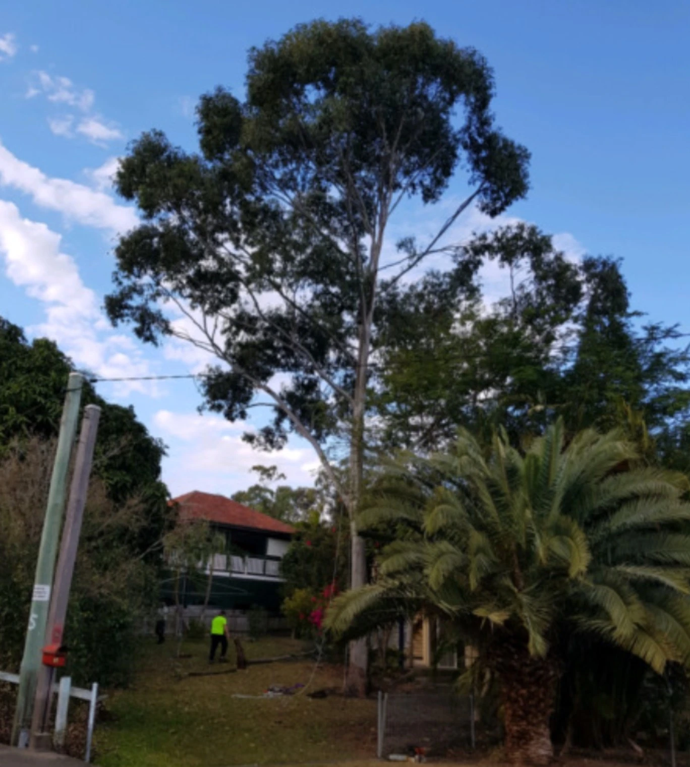 Large tree lopping pruning